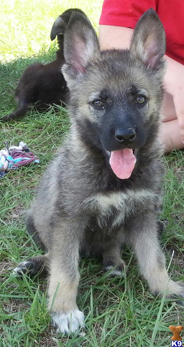 german shepherd puppy posted by Halo German Shepherds